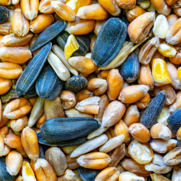 Bird Seed Mix